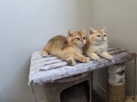 British shorthair golden dişi erkek yavrularımız
