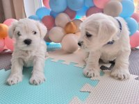 Minyatür schnauzer bebekler