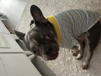 Çiftleşmek için erkek french bulldog aday arıyoruz
