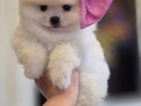 Teacup pomeranian boo dişi erkek yavrular