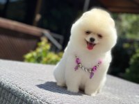 A Kalite Pomeranian Boo