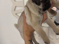 Tospik pug oyuncu dişi