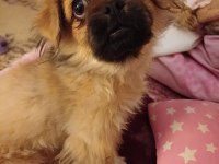 Pekinez köpeğimi sahiplendireceğim ücretsiz