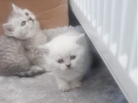 Güzel Kedilerimiz Yeni Yuvalarına Gitmeyi Bekliyor
