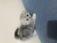Eğitimli yavrular british shorthair