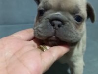 French bulldog 55 günlük