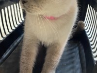 British shorthair sinbamıza yuva arıyoruz