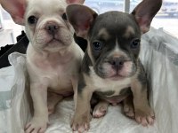 FLUFFY ve ISABELLA TAŞIYICI AŞILI EXOTİC FRENCH MİNİKLER