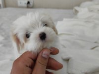 2 Aylık 850 Gram Erkek Beyaz Maltipoo Yavrumuz Bear Face