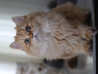 British Longhair Erkek Kedimiz