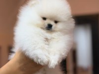 Türkiyenin En Güzel Pomeranian Boo Erkeği