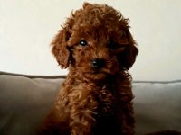 Evde doğup büyüyen poodle yavrumuz