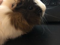 Sevimli Guinea Pig