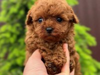 Kore poodle puppy