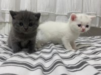 British shorthair yavrular