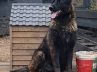 Sevgine zamanına emeğine değecek malinois arayanlara