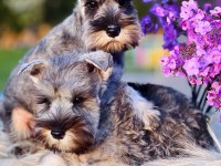 FCI şecereli Miniature Schnauzer