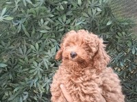 Ev ortamında toy poodle yavrular