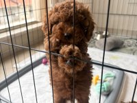 2 aylık poodle bebeğimizi sahiplendiriyoruz