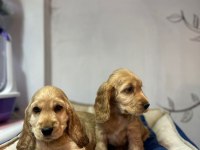 American cocker yavru köpekler