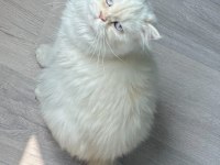 İran persian dişi (açıklamayı oku)