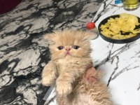 2 dişi ve 1 erkek safkan chinchilla yavrularımız 2 aylık