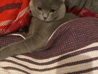 BRİTİSH SHORTHAİR KEDİMİZ ACİL SATILIKTIR
