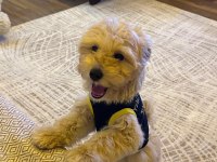 dişi kızımız maltipoo