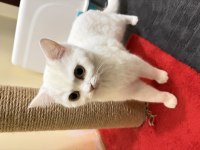 9 aylık dişi kedimiz