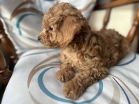 Aileden orjinal toy poodle bebeklerim