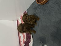 Mükemmel toy poodle