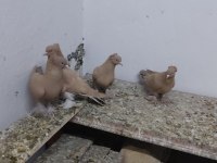 Taklacı güvercinlerimiz
