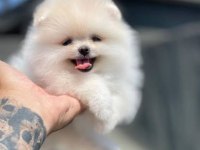 Korean Teacup Pomeranian Boo