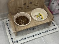 Silver Tabby British Shorthair Yavru – Uysal ve Oyuncu