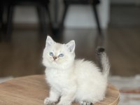 EVİNİZİN NEŞESİ MAVİ GÖZ BRİTİSH SHORTHAİR BEBEK
