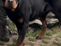 Avrupa şampiyonu rottweiler yavrusu 10 aylık erkek