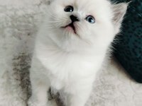 British shorthair ve blue point