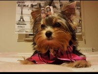 Yorkshire terrier yavrularımız