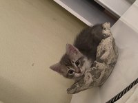 BRİTİSH 3 AYLIK KEDİMİZ
