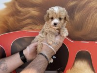 Irk Garantili Maltipoo Yavrularımız