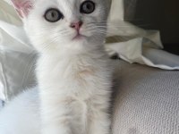 SLİVER YAVRU KEDİMİZ