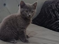 Safkan British Shorthair Kedisi