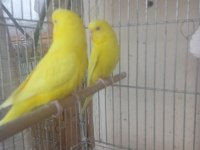 Kırmızı göz takım muhabbet kuşu