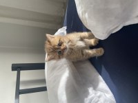British shorthair kedimiz