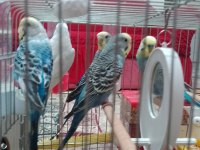 2 yumurtalı dişi 1 erkek 3 aylık 2 yavru muhabbet kuşu