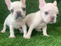 Egzotik french bulldog bebekler yeni yuvasını arıyor