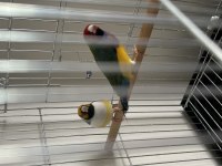 Gouldian Finch Genç Takım