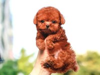 TOY POODLE BEBEK KÖPEKLERİM