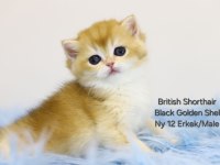 British Shorthair Black Golden Erkek Yavru