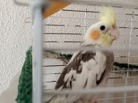 Erkek yavru sultan papağanı